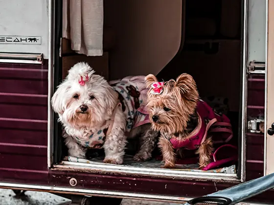Cachorros acompanhando o evento na janela do trailer